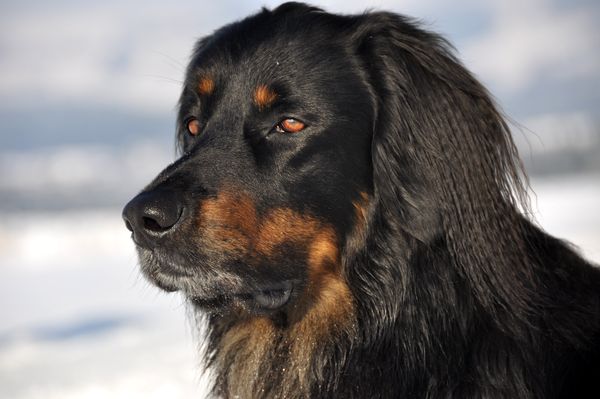 Bastian/Leon, auch so ein fescher Hovibub