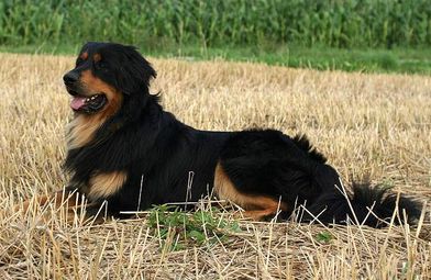 Barolo