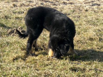 Cassy beim Fährten