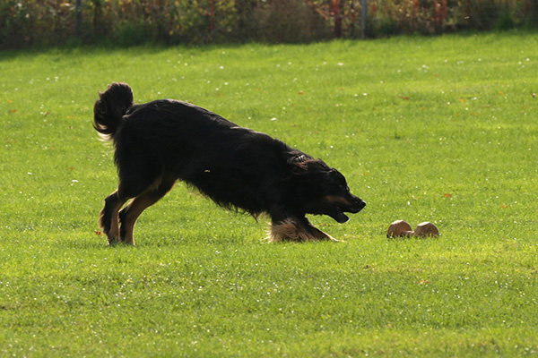 Duke bei der Bringuebung