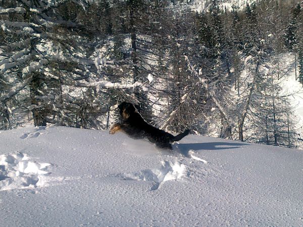 Brinja im Winter 2012, solch ein Spass