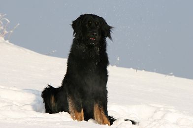 Bär