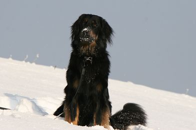 Bastian